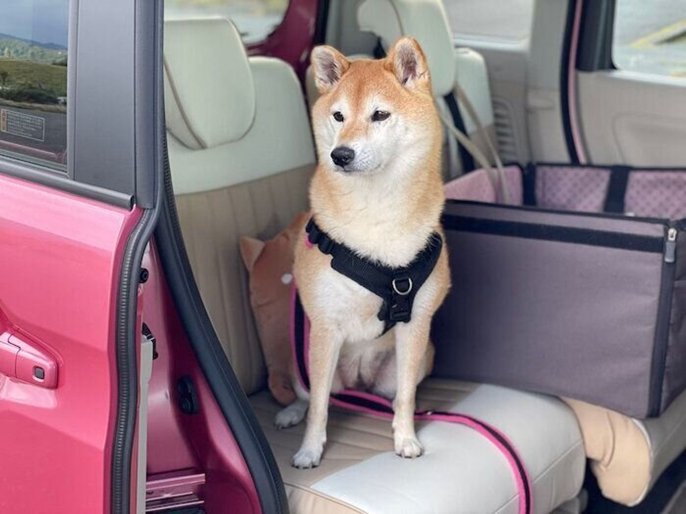 新しい車に乗ってみた柴犬マロたん 多少のことには動じない いぬのきもちweb Magazine 新しい車に乗ってみた柴犬マロたん 多少のことには動じない いぬのきもちweb Magazine