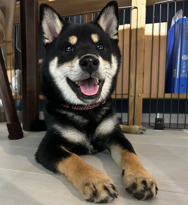 笑顔のアルくん