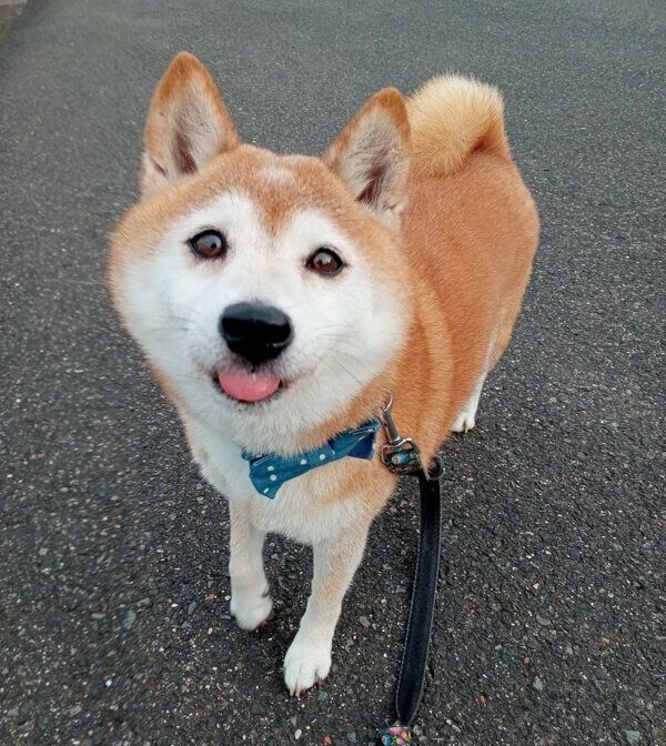 散歩中のこゆきちゃん