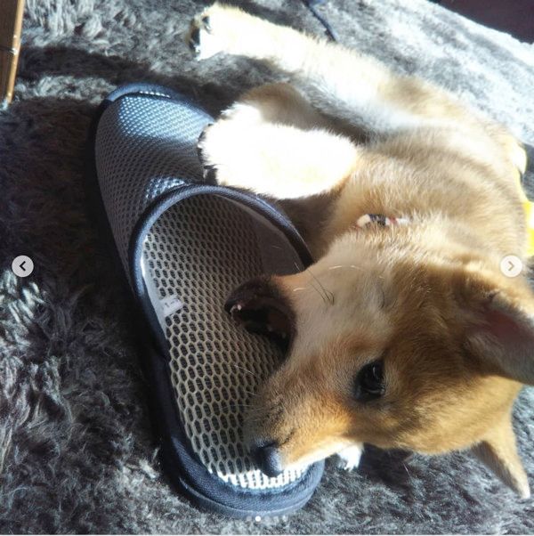 スリッパが大好きな柴犬