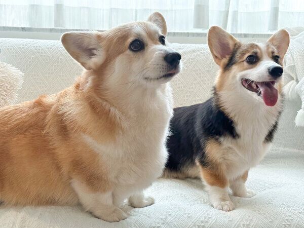 エルモちゃんとギズモちゃん