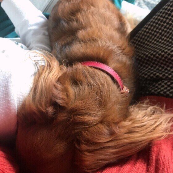 割り込むマロンちゃん