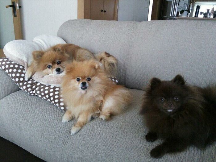 あんこちゃん、きなこくん、もこちゃん