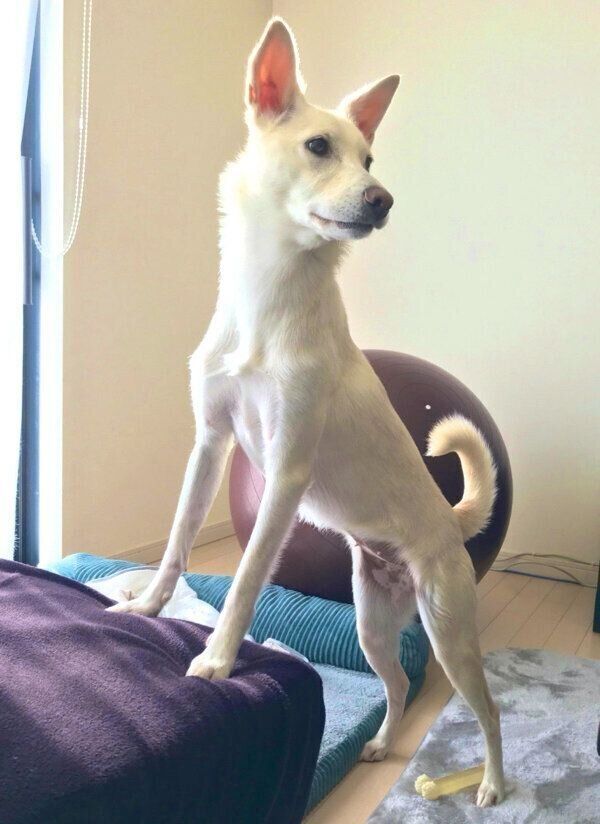 お父さんの帰宅を察したハクちゃん