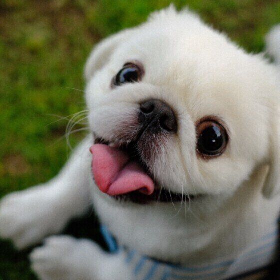 犬の健康や飼い方について困ったときにかかりつけの獣医師に相談するメリットとは いぬのきもち