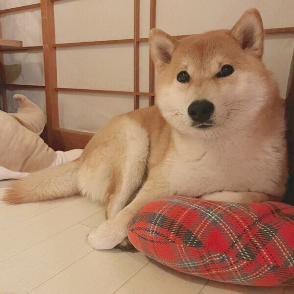 くつろぐ栗太郎くん