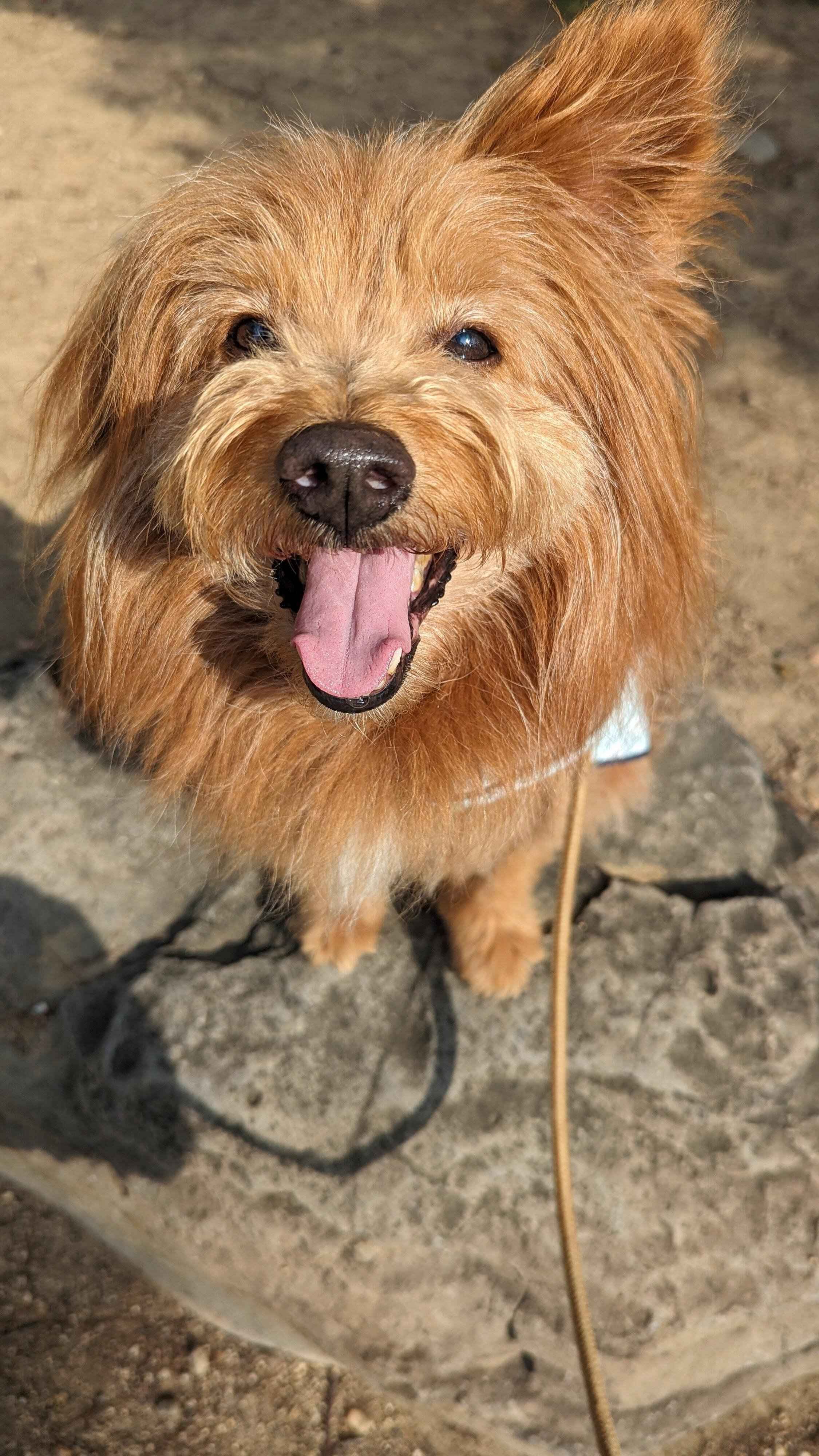 笑顔の犬の写真