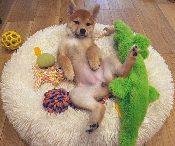 ヘソ天するメイちゃん