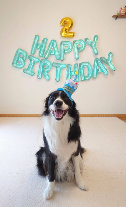 2才のお誕生日を祝うボーダーコリー