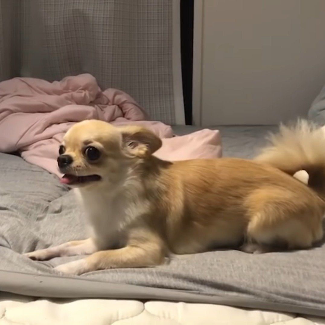 何かを期待しているみるくちゃん