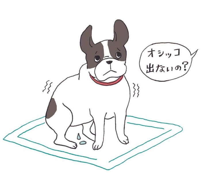 排尿の体勢をしてもオシッコが出なかったり、オシッコの回数が増える、血尿やキラキラして見えるオシッコが出るといったときは注意