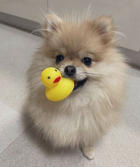 おもちゃをくわえるなごみちゃん