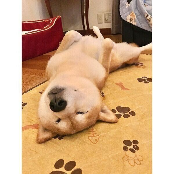 ヘソ天するあんずちゃん