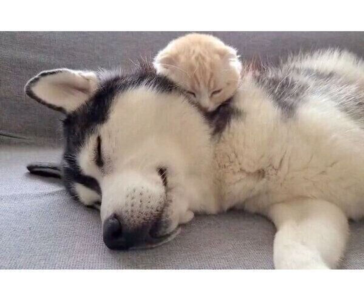 ハスキーの首元でぐっすり眠る子猫 親子 のような微笑ましい関係性にほっこりする いぬのきもちweb Magazine ハスキーの首元でぐっすり眠る子猫 親子 のような微笑ましい関係性にほっこりする いぬのきもちweb Magazine