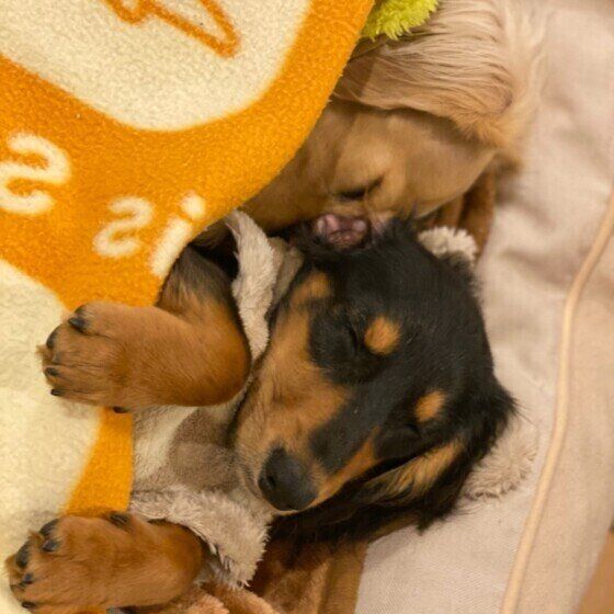 ダックスフンド