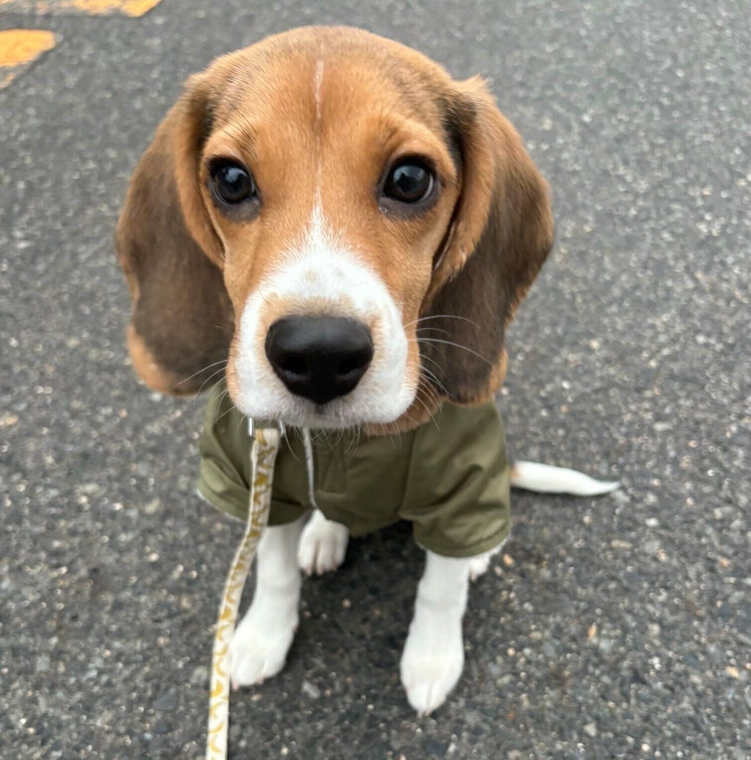 散歩するぽぴいくん