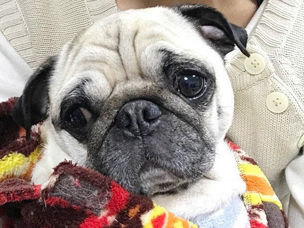 困った顔のパグ