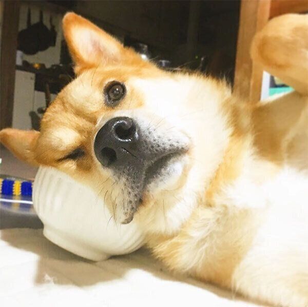 丼に頭を乗せる福くん