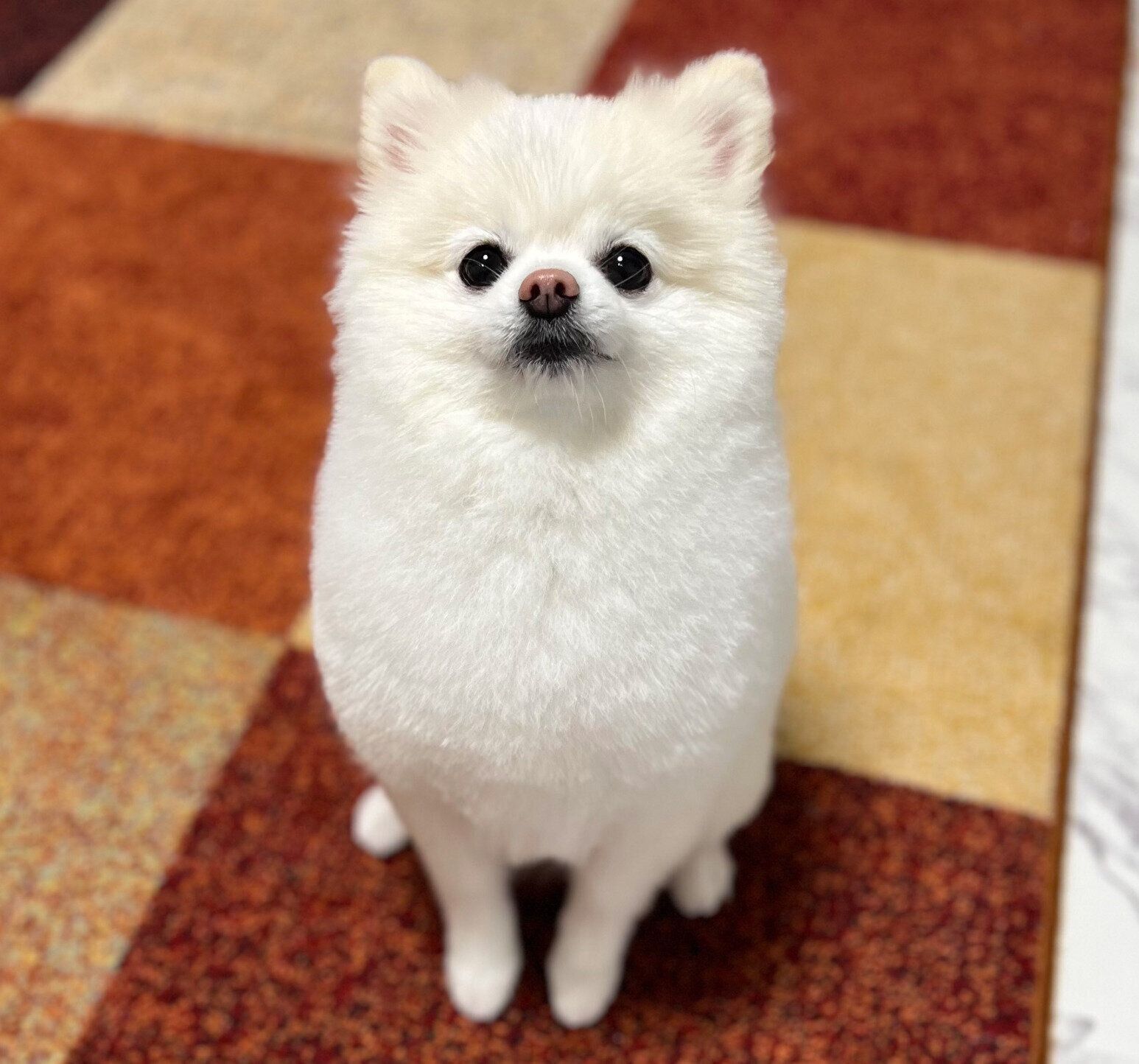 お目目きゅるるんなぽんちゃん