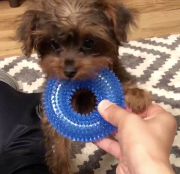 ダイソーで必見のアイテム