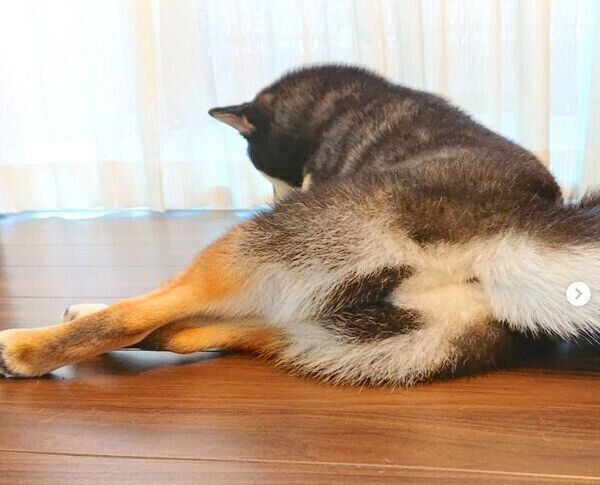 お尻を見せるたらちゃん