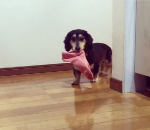 靴下が大好きな犬