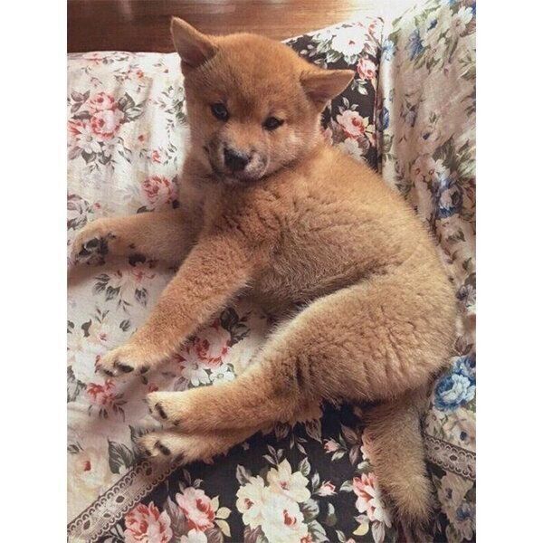 生後3カ月頃のエマちゃん