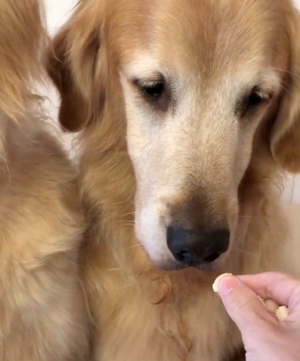 おやつを仕方なく食べるゴールデン・レトリーバー