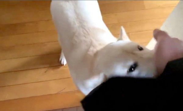 飼い主さんを出迎えるはるちゃん