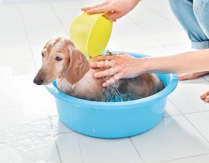 洗面器のお湯をかけてもらっている犬