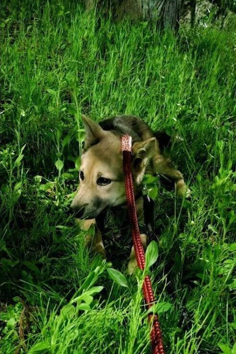 お散歩練習中の犬 生後5カ月