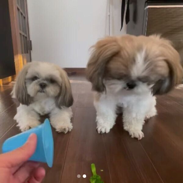 コップにおやつが入っているか当てるゲームをする奈々ちゃんとももちゃん