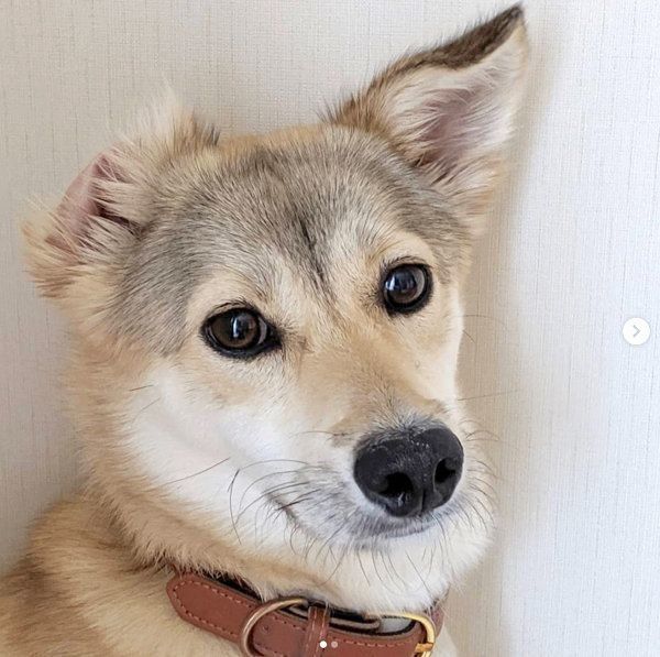 元保護犬・MIXのめるちゃん