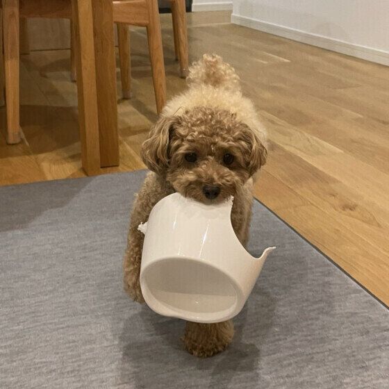 人と犬が食器やスポンジを共用してはダメな理由と犬の食器の効果的な洗い方 いぬのきもち