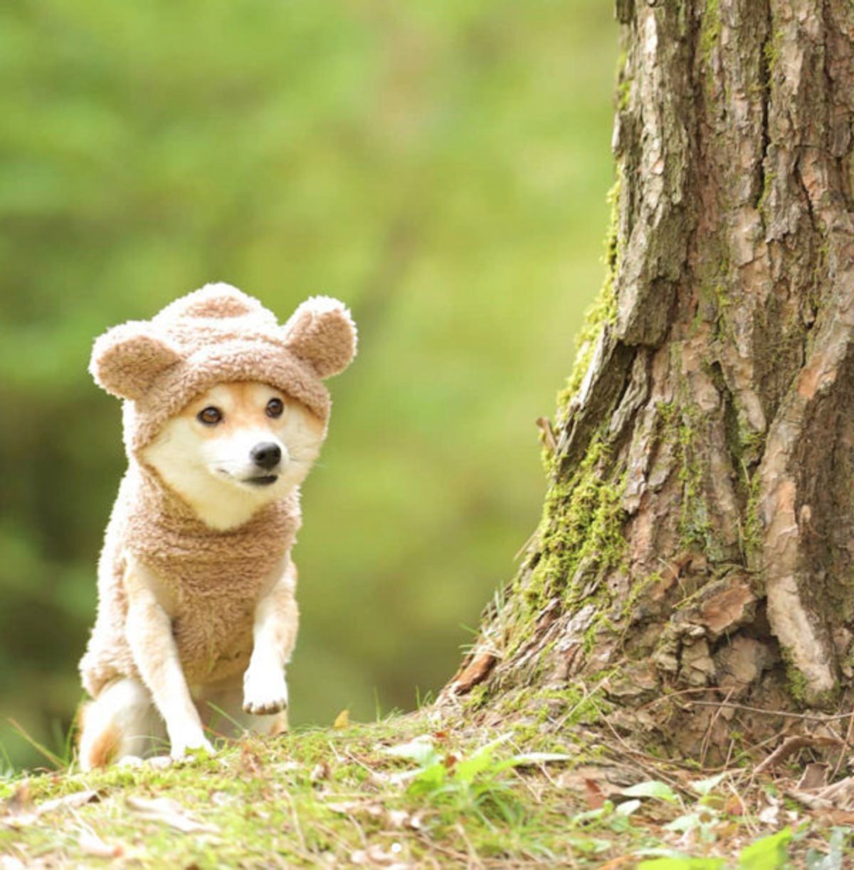 まるで森の妖精 クマに扮した豆柴ちゃんがかわいすぎて大反響 いぬのきもちweb Magazine まるで森の妖精 クマに扮した豆柴ちゃんがかわいすぎて大反響 いぬのきもちweb Magazine