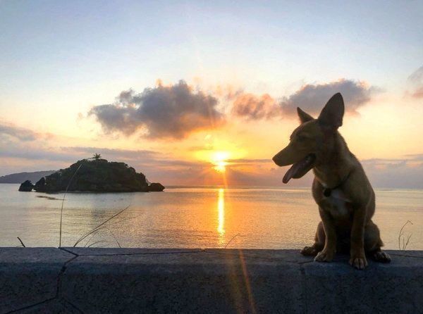 元保護犬・むぎちゃん