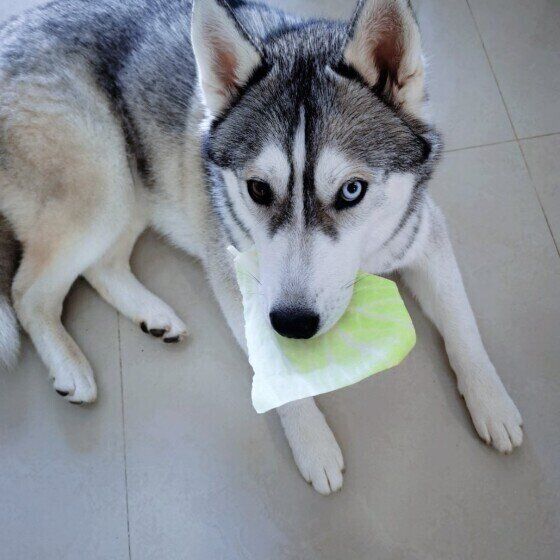 シベリアン・ハスキーのユキちゃん