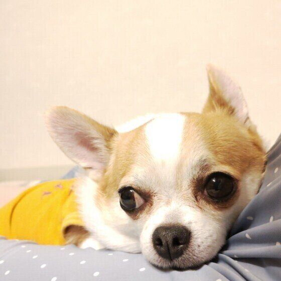 くつろいでいるチワワ