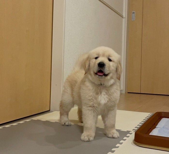 生後2カ月のゴールデン・レトリーバー
