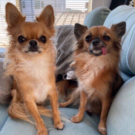 犬の体に起こるアレルギー反応の原因とは いぬのきもち