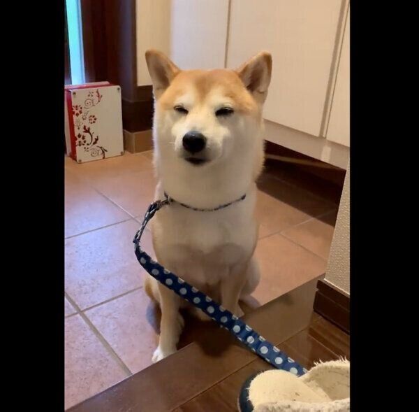 玄関で「足拭き」をちゃんと待つこたろうくん