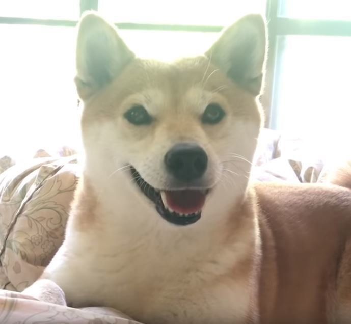 柴犬のスマイル