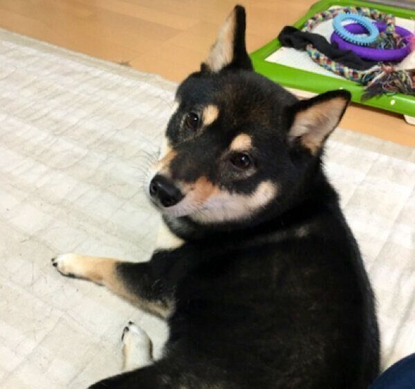 見つめるトキコちゃん