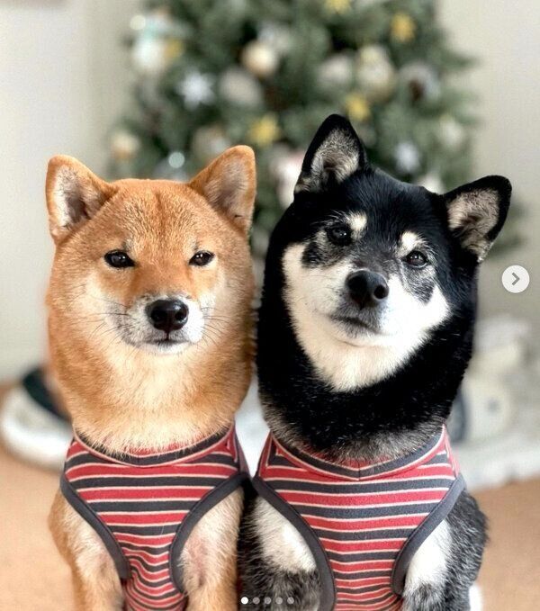 見つめるみくちゃん、りなちゃん