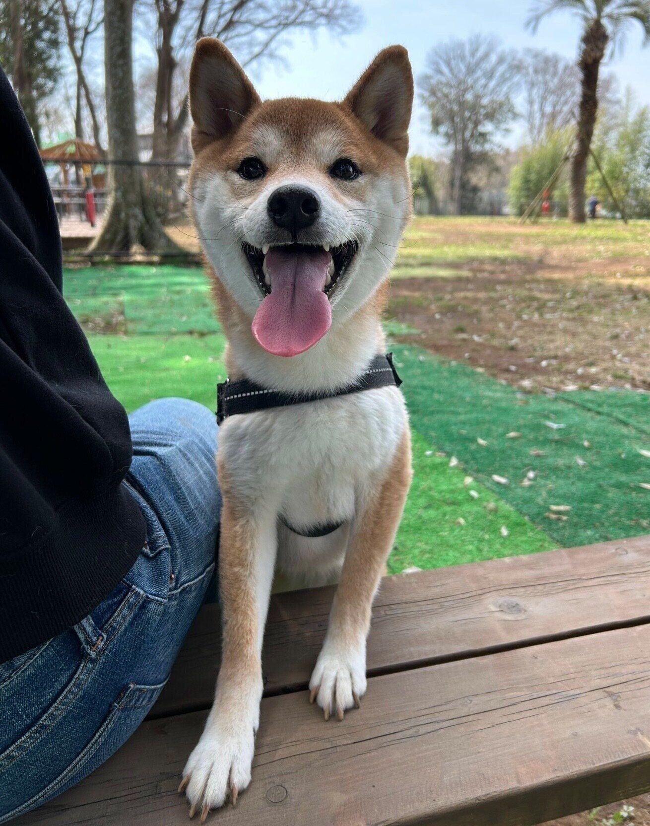 ドッグランを楽しむいそべくん