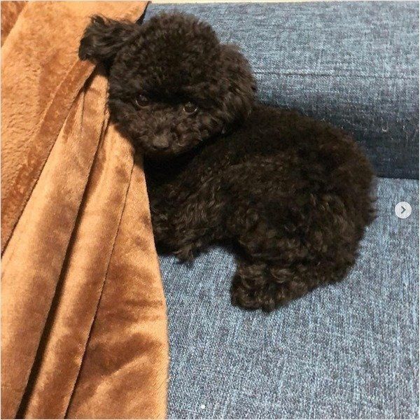 かまってほしいトイ・プードル