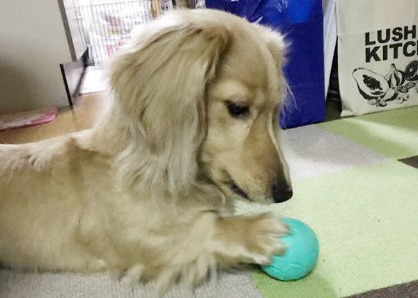 遊ぶミニチュア・ダックスフンド