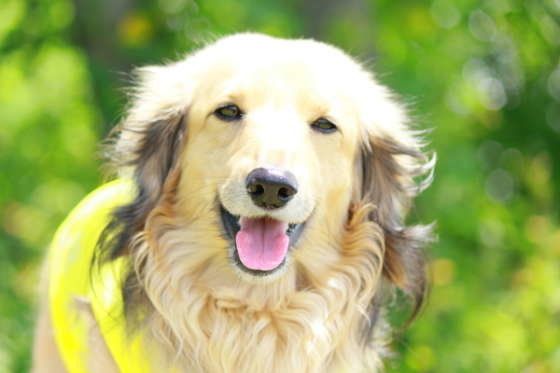 笑顔なミニチュア・ダックスフンド