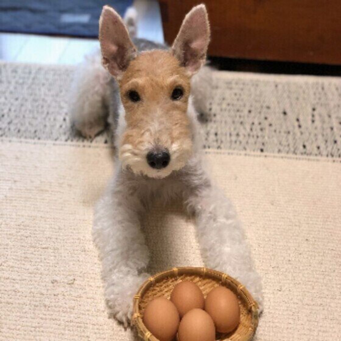 獣医師監修 犬に卵を与えるときは加熱してから 卵アレルギーにも要注意 与えるメリットとデメリットを解説 いぬのきもちweb Magazine 獣医師監修 犬に卵を与えるときは加熱してから 卵アレルギーにも要注意 与えるメリットとデメリットを解説 いぬのきもちweb Magazine