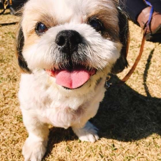 お散歩するシー・ズー